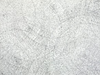 FRAGEMENT CIRCULAIRE, mine de plomb et encre sur papier, 120*160 cm, 2005/2008