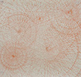 TRAVERSÉE ROUGE, crayons de couleurs et trouées sur papier, 42*42 cm, 2008